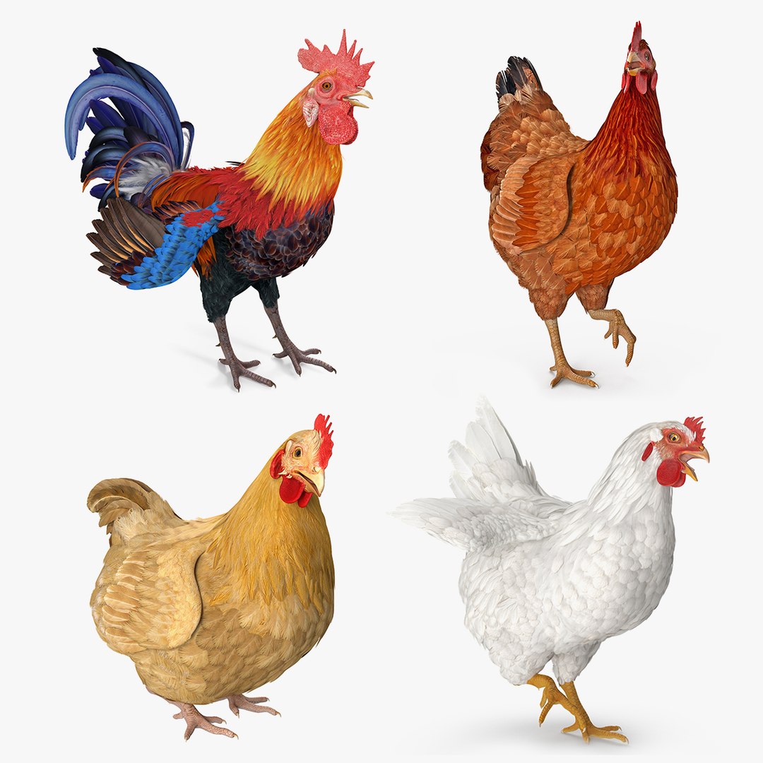 Rigged Rooster and Chickens Collection 3D model preview