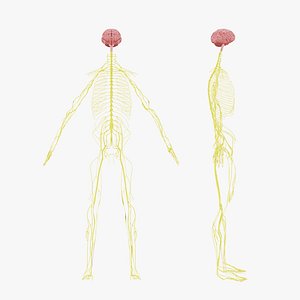 Nervous system 3D Model - Realistic Human Nervous system Anatomy