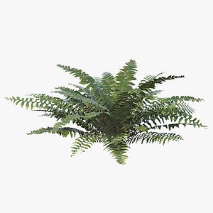 3D Sword fern 04
