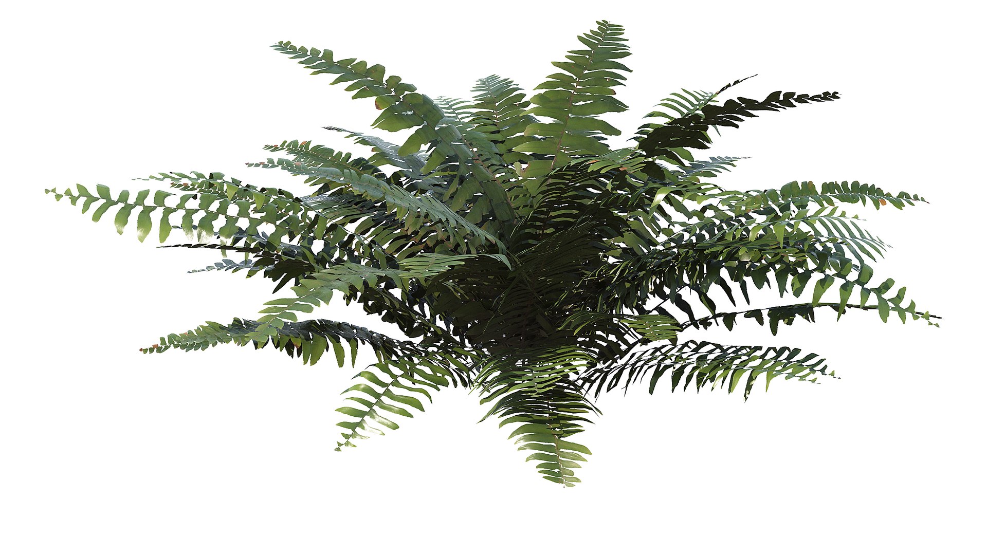 3D Sword Fern Bundle model https://p.turbosquid.com/ts-thumb/AU/eKkqFH/Fh/a_0000/jpg/1748867507/1920x1080/fit_q87/a48d6808307a5bc144e655f2efd6df8757b2b904/a_0000.jpg