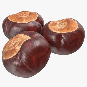 chestnut seed nut 3D model