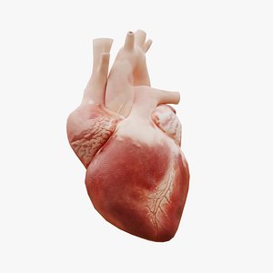 Real Low poly Human Heart Animated 3D model