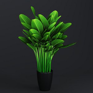 3D Indoor Plant  Flower in a Pot