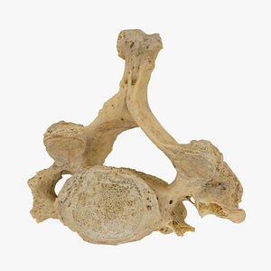 3D model cervical vertebrae c7 raw