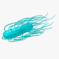 salmonella bacteria
