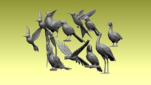 3D birds