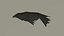 3D raven pbr materials animation model