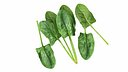 Spinach