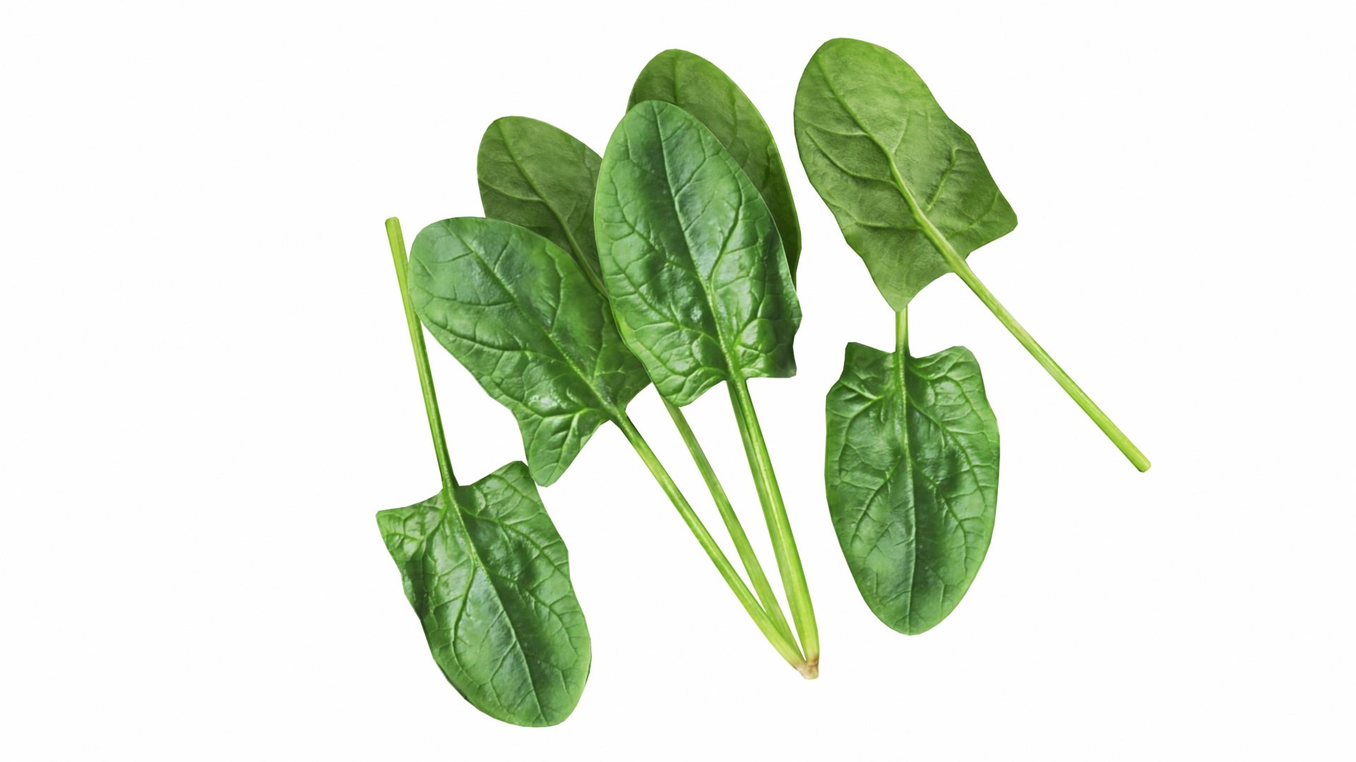 3D Green Vegatable Collection 9 in 1 https://p.turbosquid.com/ts-thumb/AV/b2sqgN/FK/spinach6/jpg/1767689301/1920x1080/fit_q87/cffb830fc5cdf12b6cfeaf740792b9217ebe2bf2/spinach6.jpg