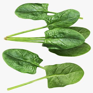 Spinach model