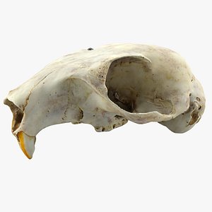 Squirrel Skull