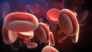 Red Blood Cells Animated Scene