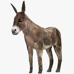 Donkey Brown