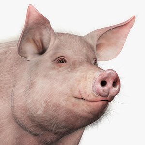 pig adult male fur 3d model