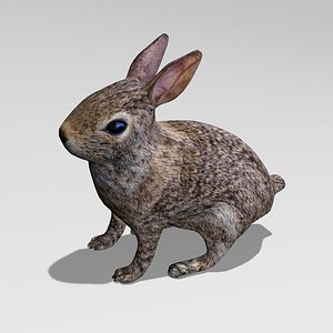 3d rabbit model