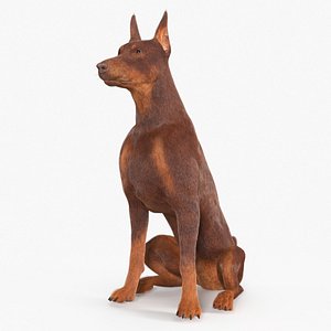 Doberman Dog Brown Sits Fur for Cinema 4D 3D model