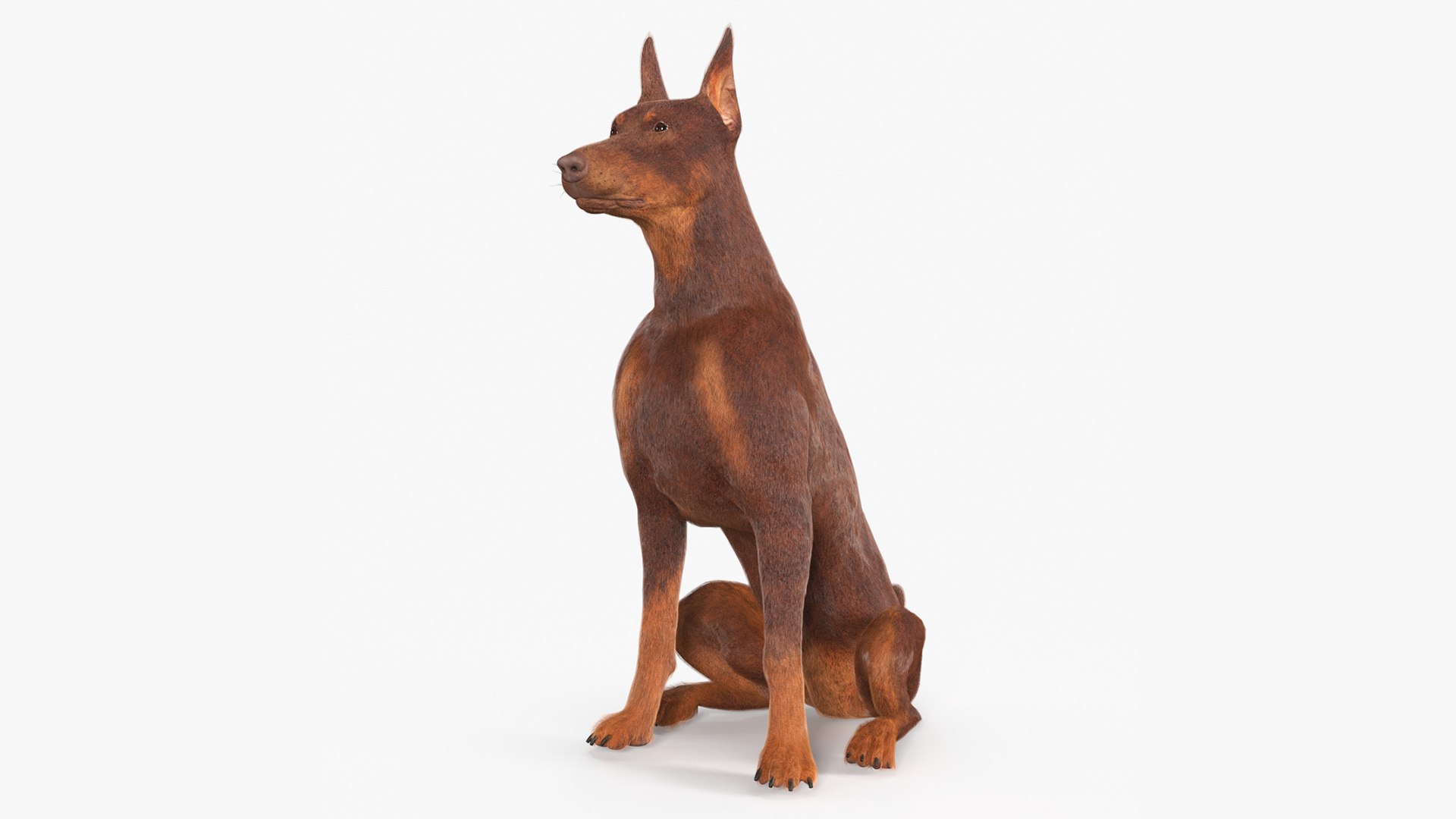 Doberman Dog Brown Sits Fur for Cinema 4D 3D model preview