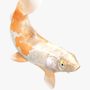 Japanese Carp Fish Rigged L1836 3D model