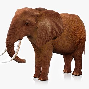 African Elephant RIGGED L2377 3D model
