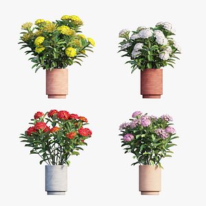 3D Ixora plant in pot 06