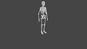 3D Skeleton