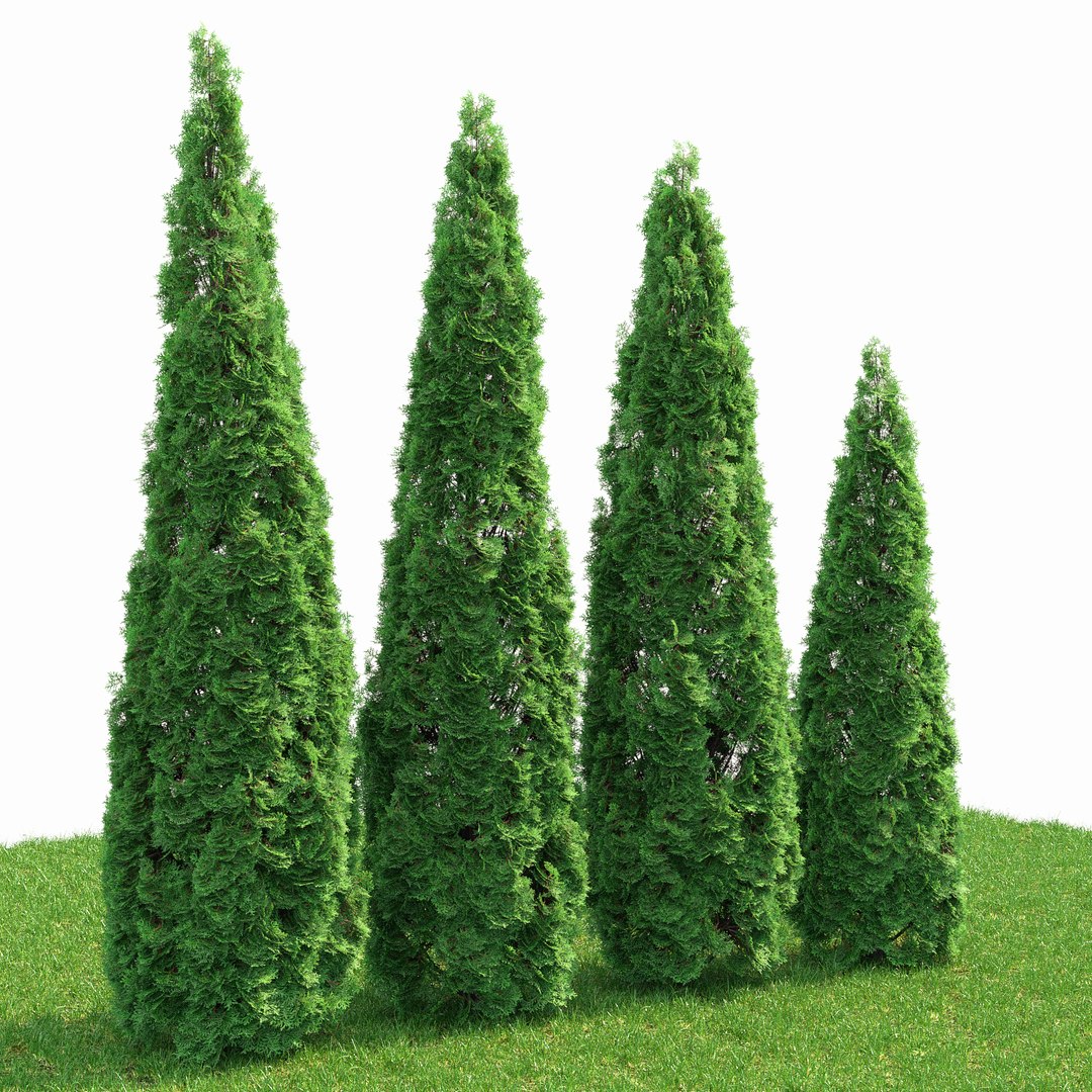 Tree Thuja 3D Model - TurboSquid 1257831