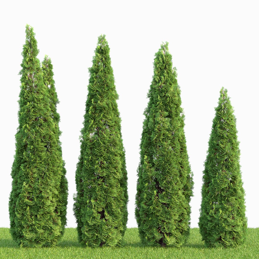 Tree Thuja 3D Model - TurboSquid 1257831