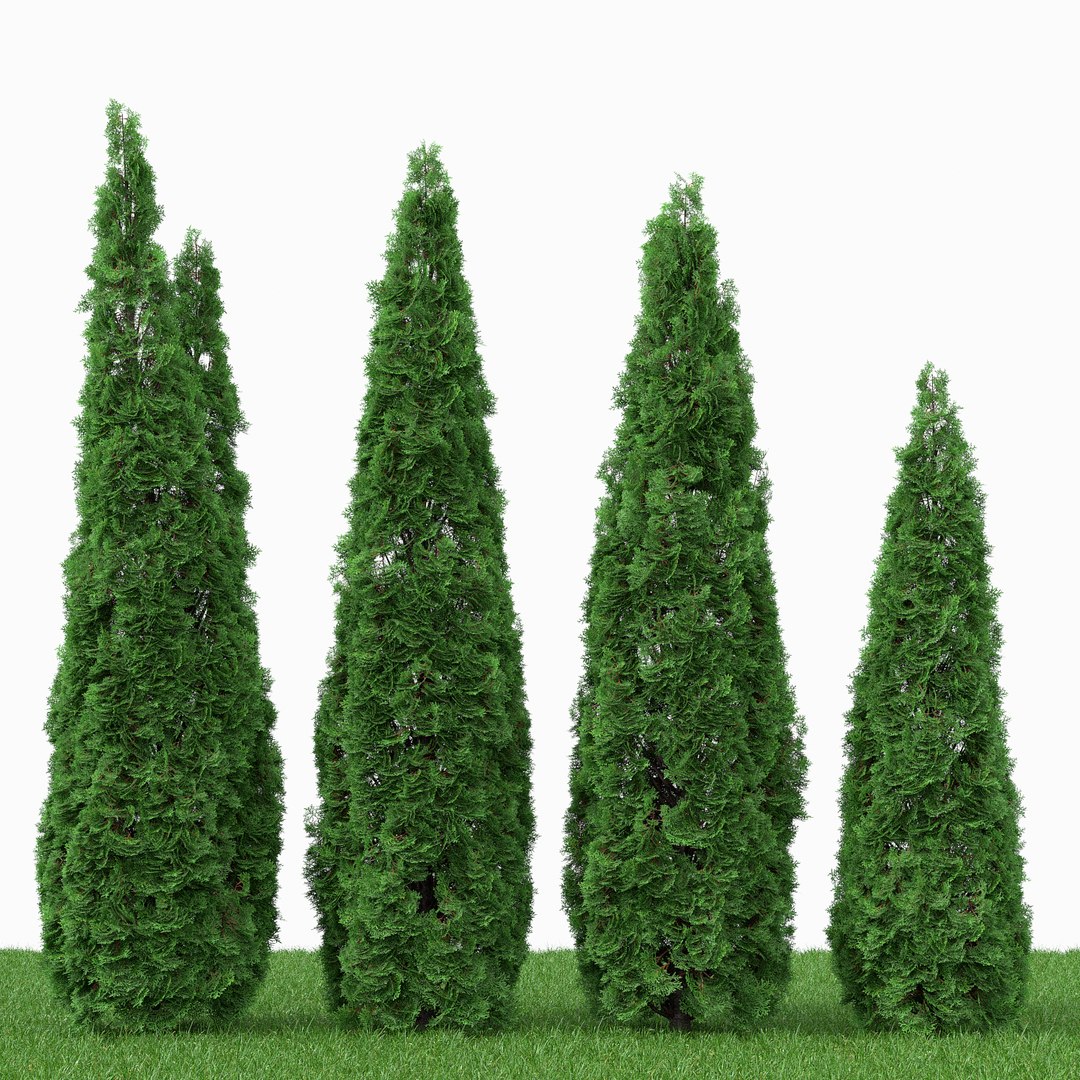 Tree Thuja 3D Model - TurboSquid 1257831
