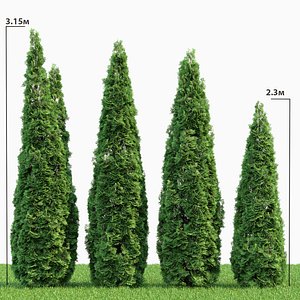 Thuja Smaragd 02