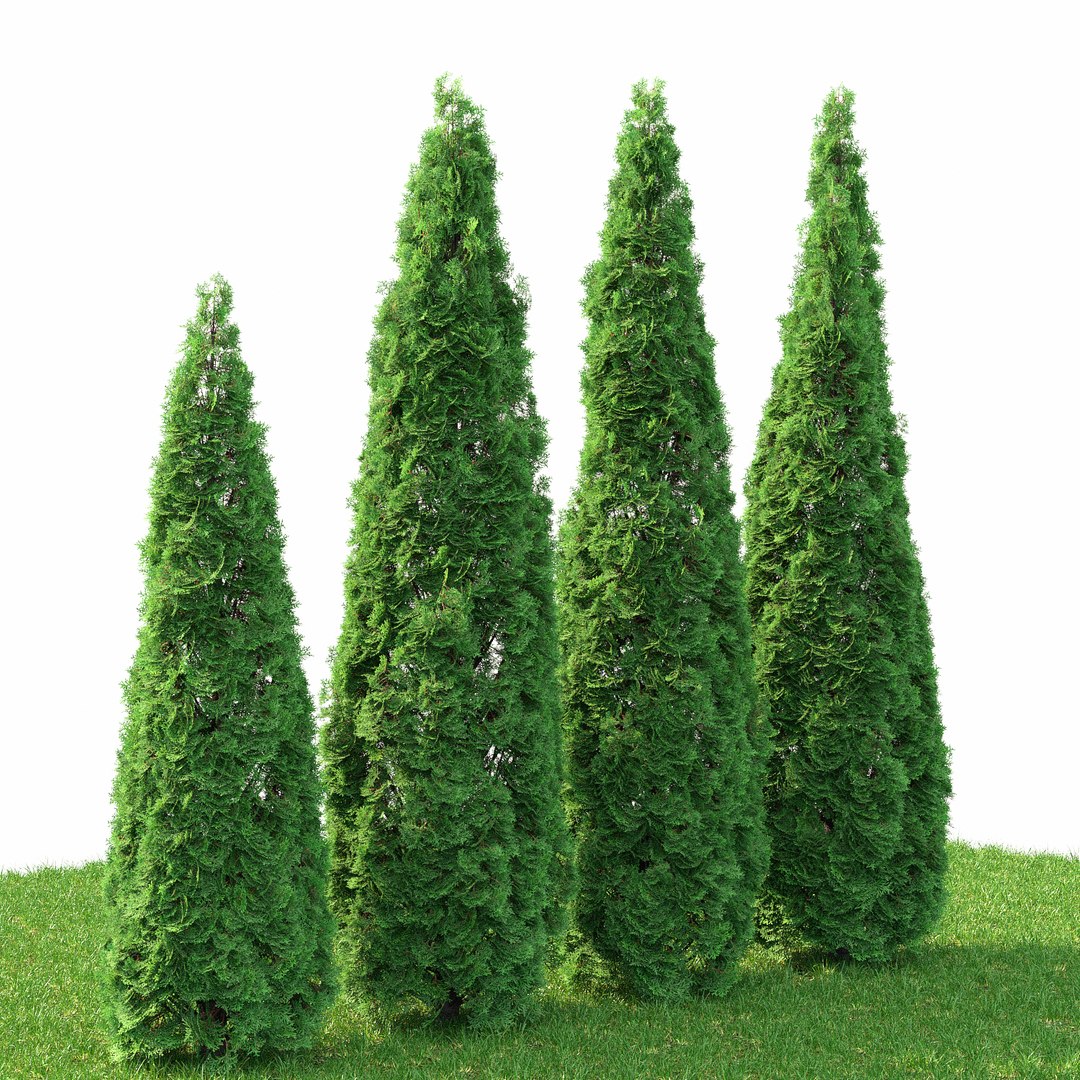 Tree Thuja 3D Model - TurboSquid 1257831