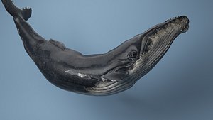 humpback whale rigged