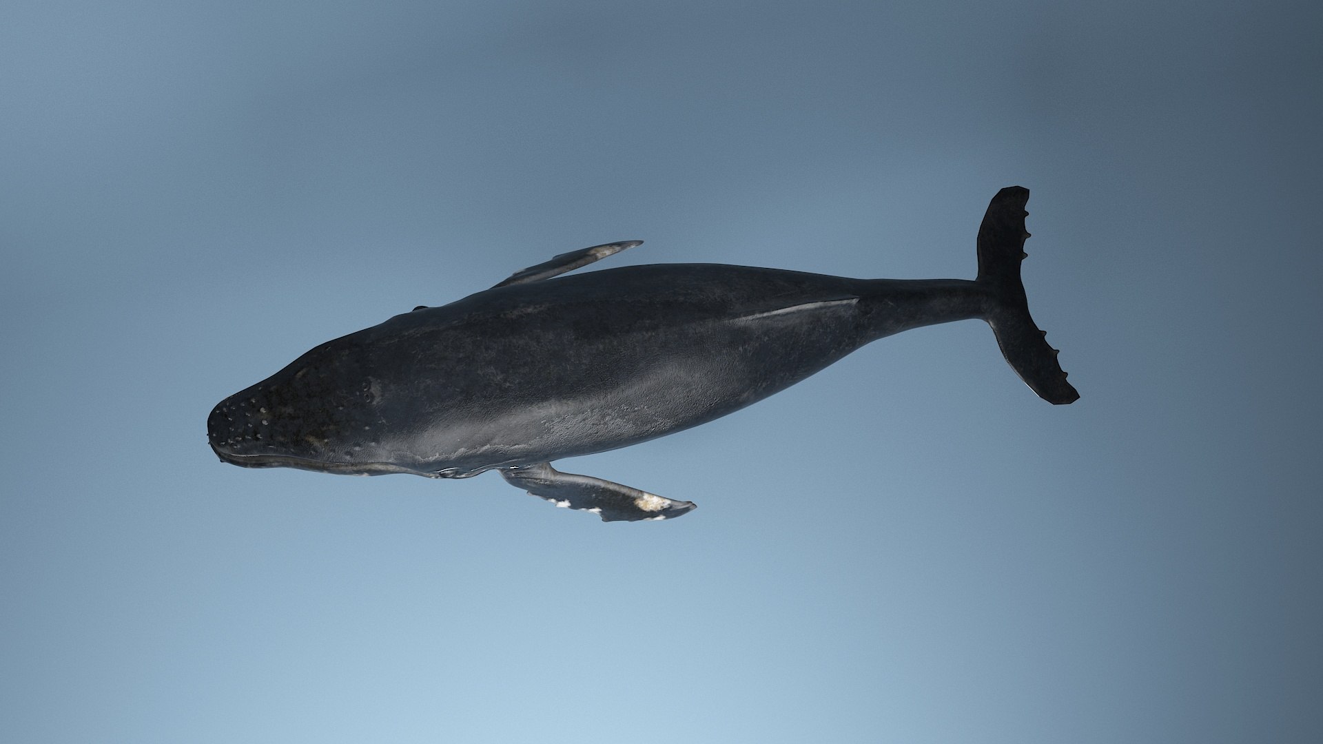 hump whale rigged 3D https://p.turbosquid.com/ts-thumb/AW/gfZhTQ/EiDiVvoF/9/jpg/1565604063/1920x1080/fit_q87/959d6e435dc730319b7a07327876c1a34399e546/9.jpg