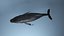 hump whale rigged 3D