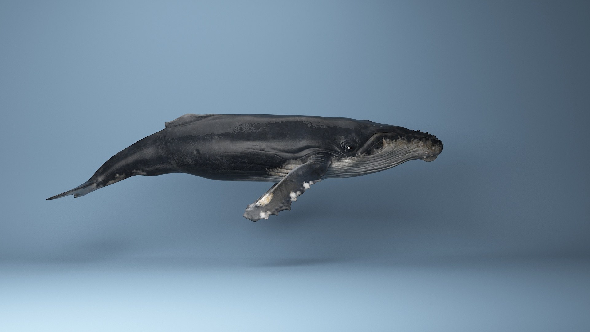 hump whale rigged 3D https://p.turbosquid.com/ts-thumb/AW/gfZhTQ/FHdc1a24/20/jpg/1565604146/1920x1080/fit_q87/481edc9161869a4d154a2e8c060655d848582139/20.jpg