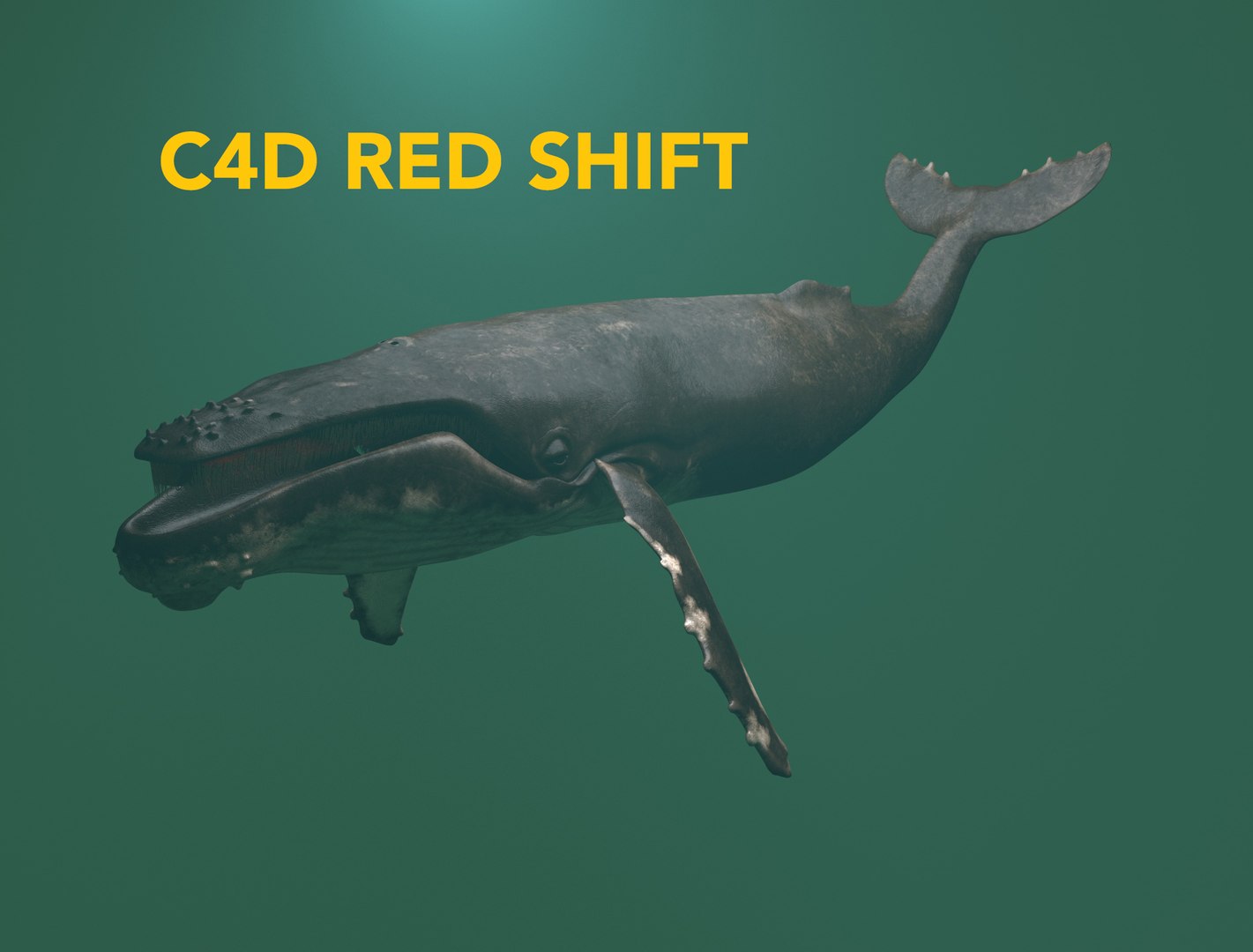 hump whale rigged 3D https://p.turbosquid.com/ts-thumb/AW/gfZhTQ/HWkkLGtm/365/jpg/1565604148/1920x1080/fit_q87/6688a20bcdeb8e29b7497106515c6d9e93f20271/365.jpg