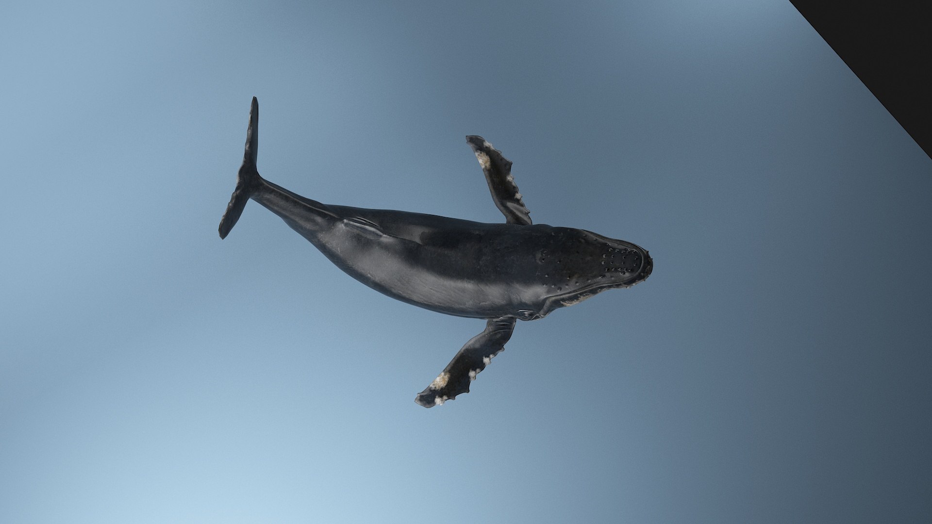 hump whale rigged 3D https://p.turbosquid.com/ts-thumb/AW/gfZhTQ/MRmqTLkS/24/jpg/1565604147/1920x1080/fit_q87/7afc9656fe0312113febd24874a0a8128443d686/24.jpg