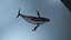 hump whale rigged 3D
