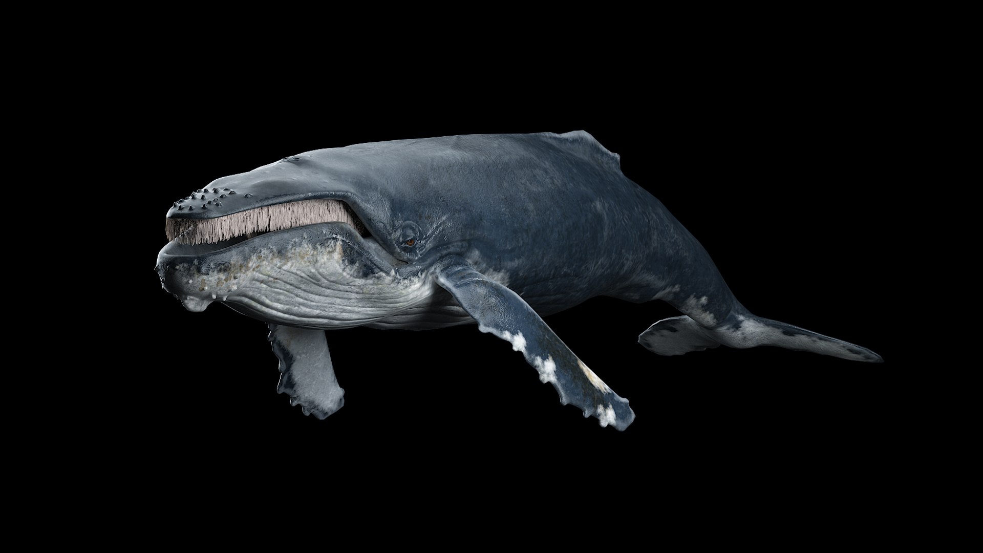 hump whale rigged 3D https://p.turbosquid.com/ts-thumb/AW/gfZhTQ/RvxKDpE0/dfsgfdgd/jpg/1565604148/1920x1080/fit_q87/0b5935e58297459f455335b791bf0aa0448644c6/dfsgfdgd.jpg