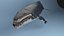 hump whale rigged 3D