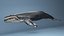hump whale rigged 3D