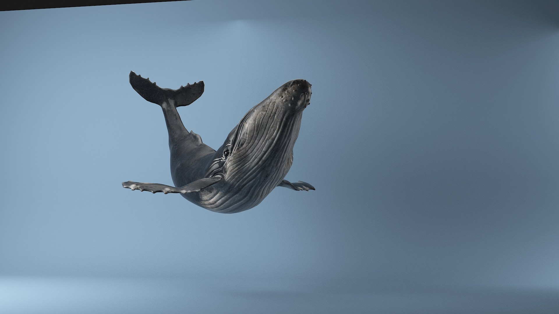 hump whale rigged 3D https://p.turbosquid.com/ts-thumb/AW/gfZhTQ/ZmmD3BV0/23/jpg/1565604147/1920x1080/fit_q87/b47f3dca660c0f94b0ec97c2b8f2765e73a42d61/23.jpg