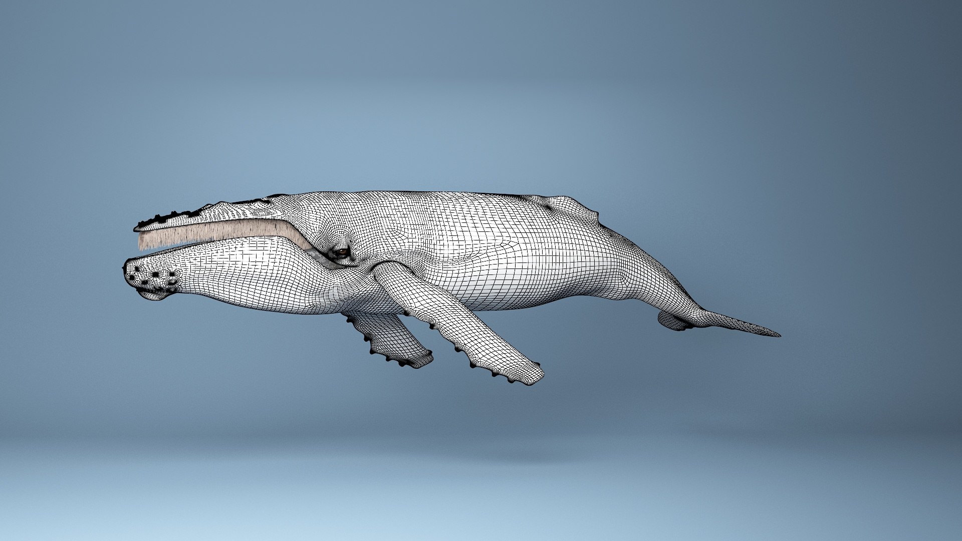 hump whale rigged 3D https://p.turbosquid.com/ts-thumb/AW/gfZhTQ/dFkfNy4o/5/jpg/1565604063/1920x1080/fit_q87/436a1dabeb21d7cc78a2cd0b0511d99c2d0b771c/5.jpg