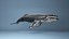hump whale rigged 3D