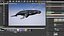 hump whale rigged 3D