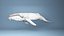 hump whale rigged 3D