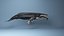 hump whale rigged 3D