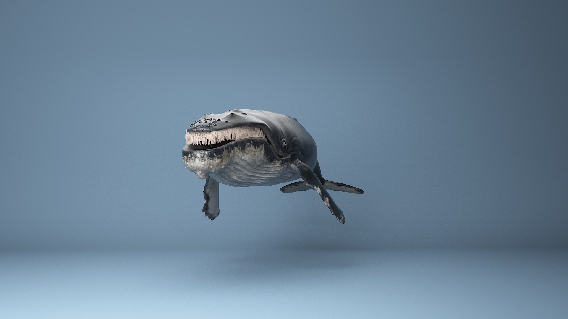 hump whale rigged 3D https://p.turbosquid.com/ts-thumb/AW/gfZhTQ/vHAwqNBa/2/jpg/1565604063/1920x1080/fit_q87/d09085f077573e27a1bcd085224a0d0ca014d3a9/2.jpg