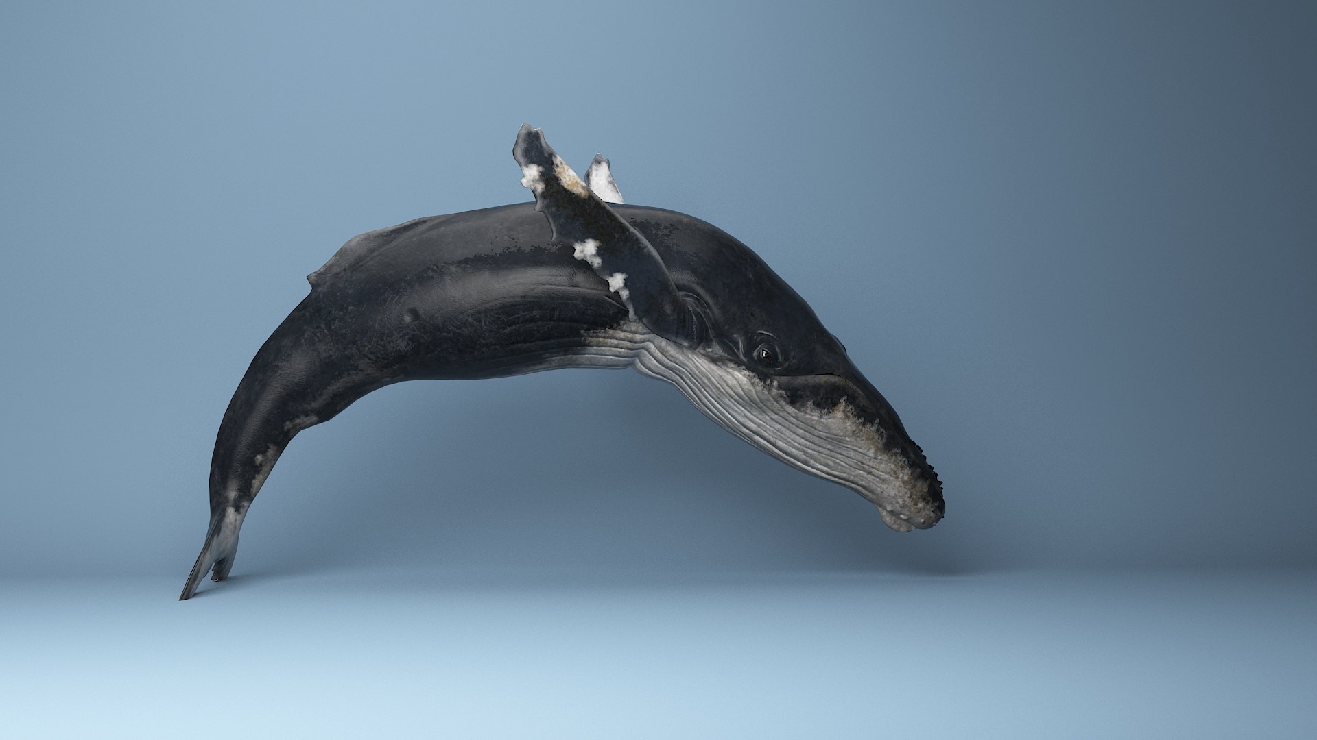 hump whale rigged 3D https://p.turbosquid.com/ts-thumb/AW/gfZhTQ/wZLXZf0F/26/jpg/1565604147/1920x1080/fit_q87/fd2cc8ab574d4dfc6fc230ed574205962a2cfb05/26.jpg
