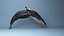 hump whale rigged 3D