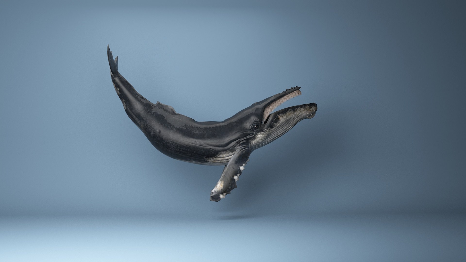 hump whale rigged 3D https://p.turbosquid.com/ts-thumb/AW/gfZhTQ/ybHQbpIH/22/jpg/1565604147/1920x1080/fit_q87/98735f2efbfa483f5725286269602219a16e20df/22.jpg